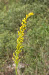 Seaside goldenrod